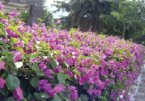 ����÷_ֲ���O(sh��)Ӌ(j��)