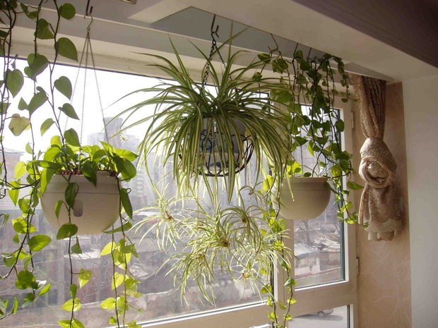 ���@ʽ�ľG��