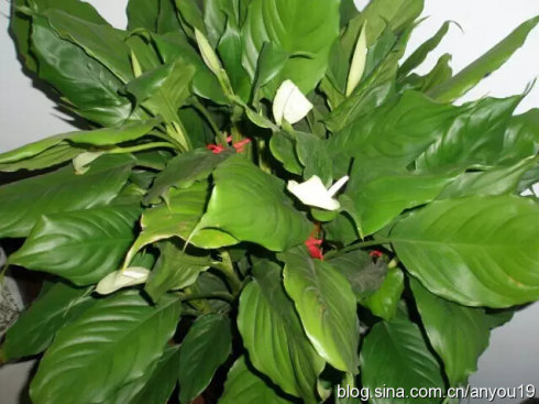 ����ֲ�����]