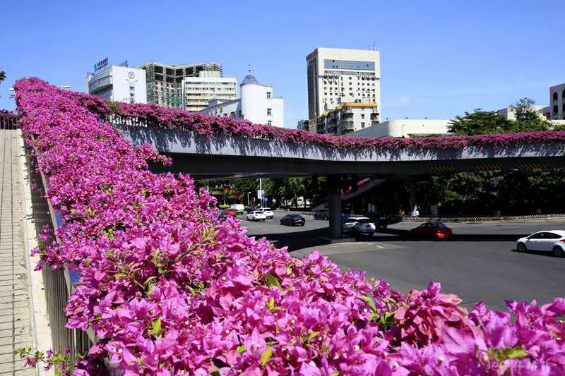 ���ڸ߼ܘ�G��